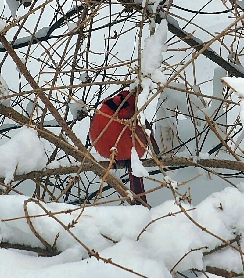 Charlie the Cardinal