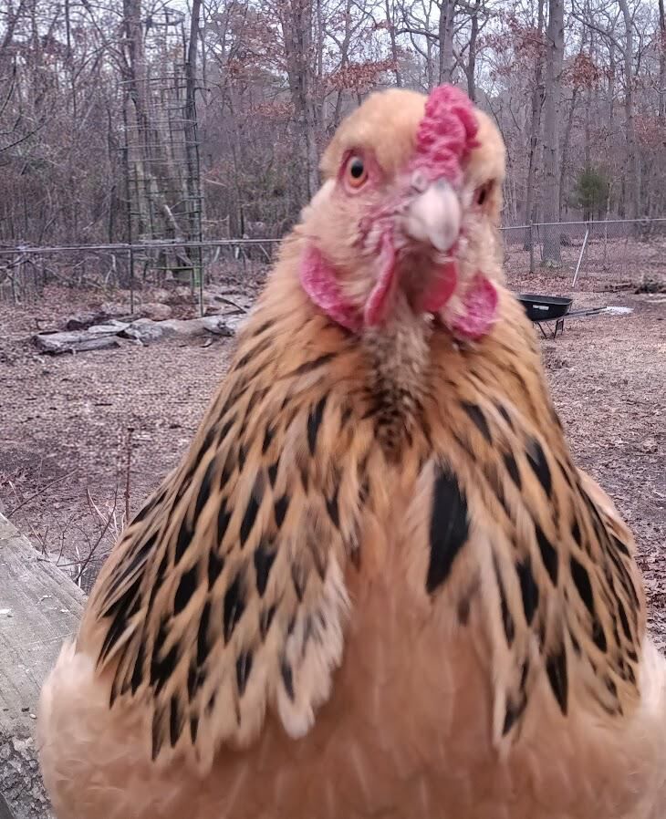 Please look at my little featherbundle, Ivy!!!