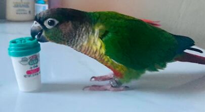 Mini toys for mini boys