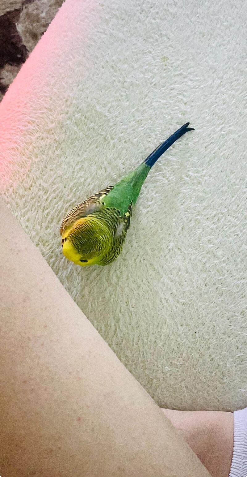 This is my boy’s eleventh winter, and it still isn’t easy for him. Lately, he’s started to like taking a nap under my legs when I’m sitting on the bed 💛🌱