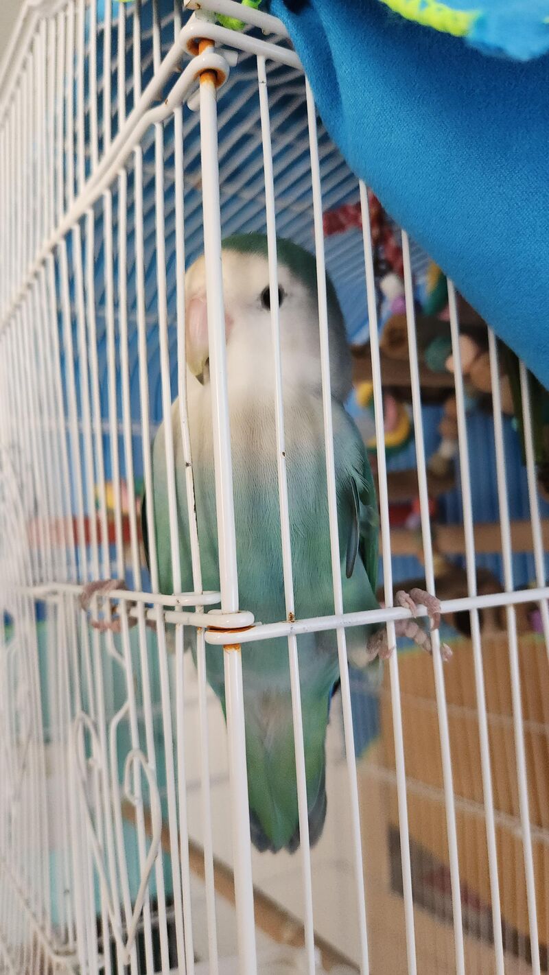 Help! Petsitting a lovebird and it doesn't seem to be preening itself today?