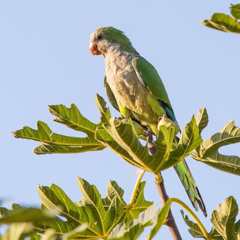 Fig tree snacks! 🌿🦜[OC]