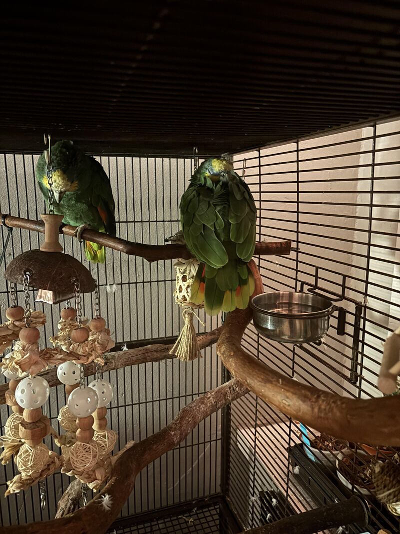 Jasper is finally warming up to letting Penelope sleep next to him