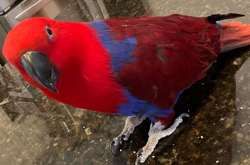 What should I ask the vet about her plucking?