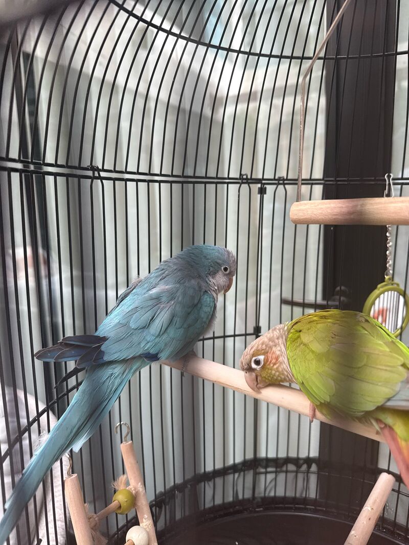 questions about quaker birds