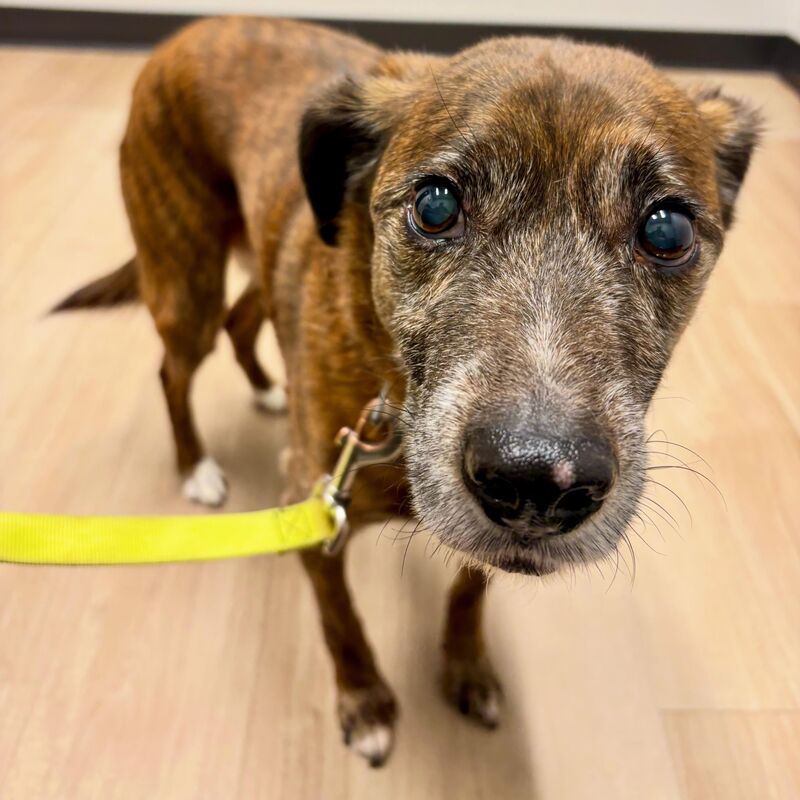 porkchop aced his 12th annual checkup today! i treated him to a taco afterward. 🌮