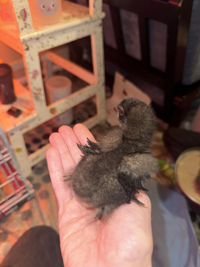 〰️Surprise surprise 〰️