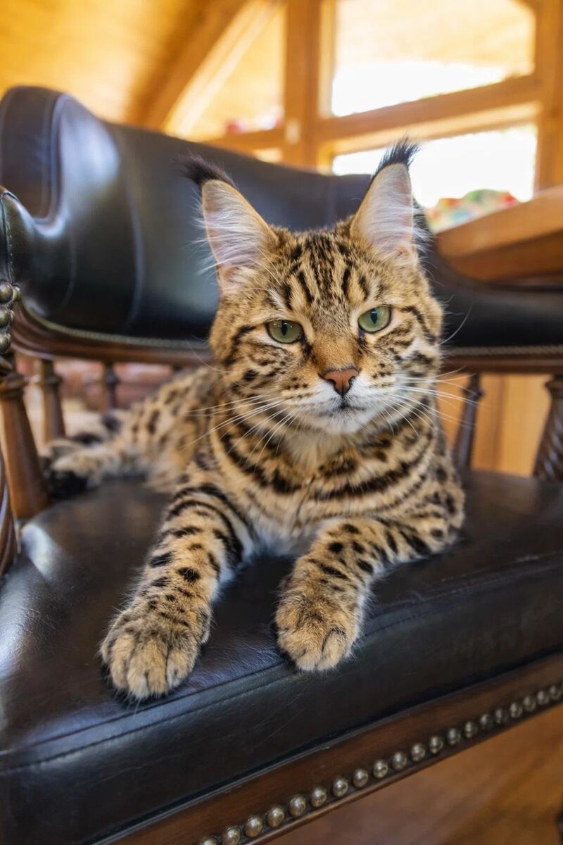 Green eyes and golden tripes!