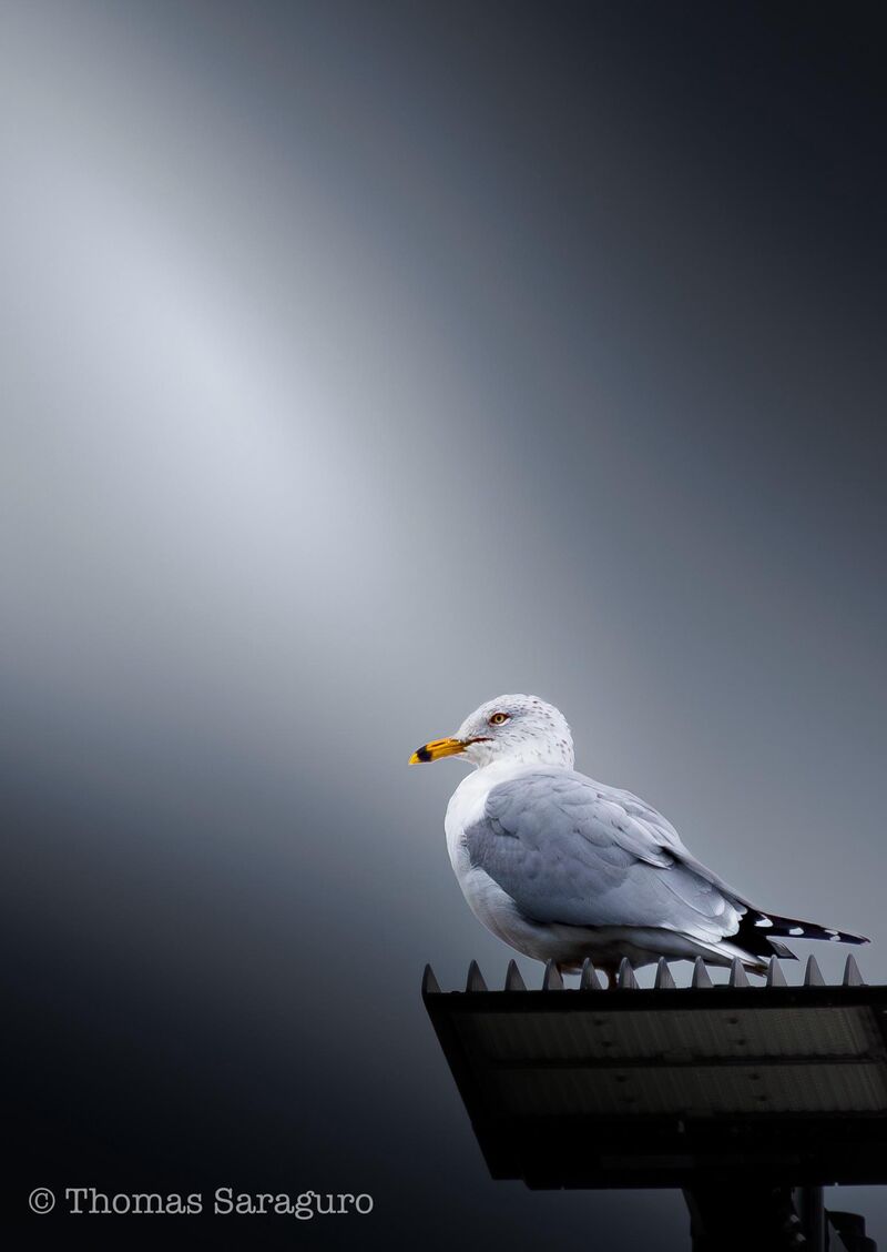 Just another seagull give me the Side eye