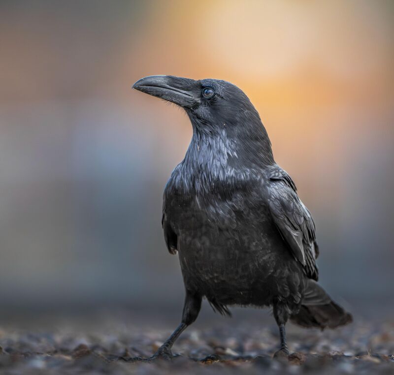 Common Raven looking great in the moody light