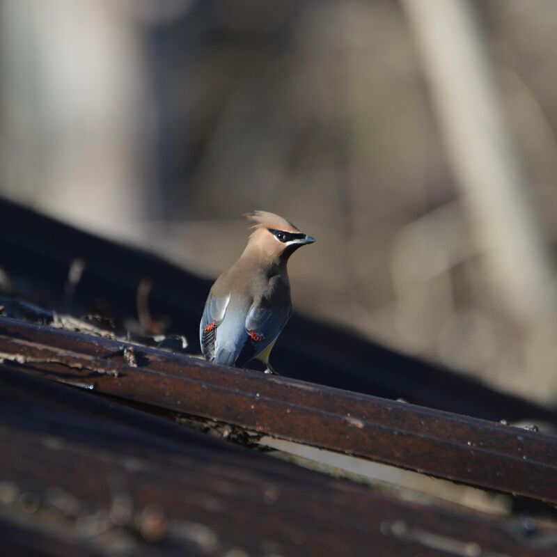 Cedar Waxwing