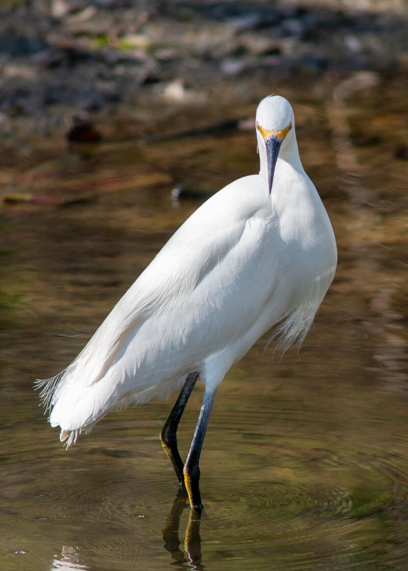Sometimes when you watch the birds, the birds watch back - Snowy Egret in Coastal Texas
