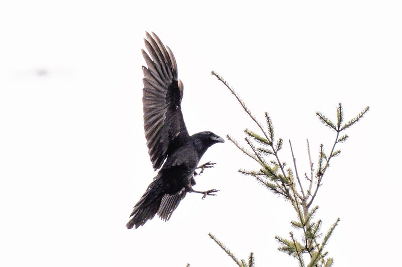 Raven just about to land in the fir tree
