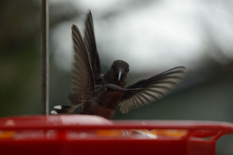 Lucky shot!!! I didn't even see the second hummer till I looked at the photo.
