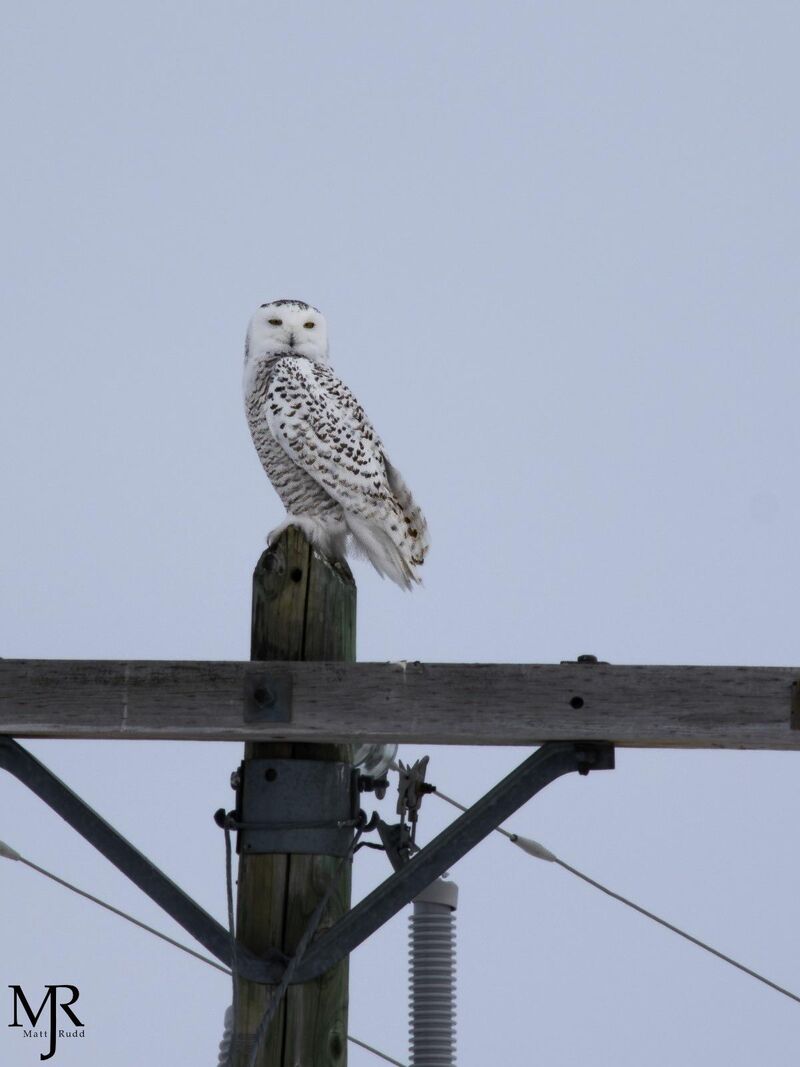 Snowy Owl, Alberta, Canada