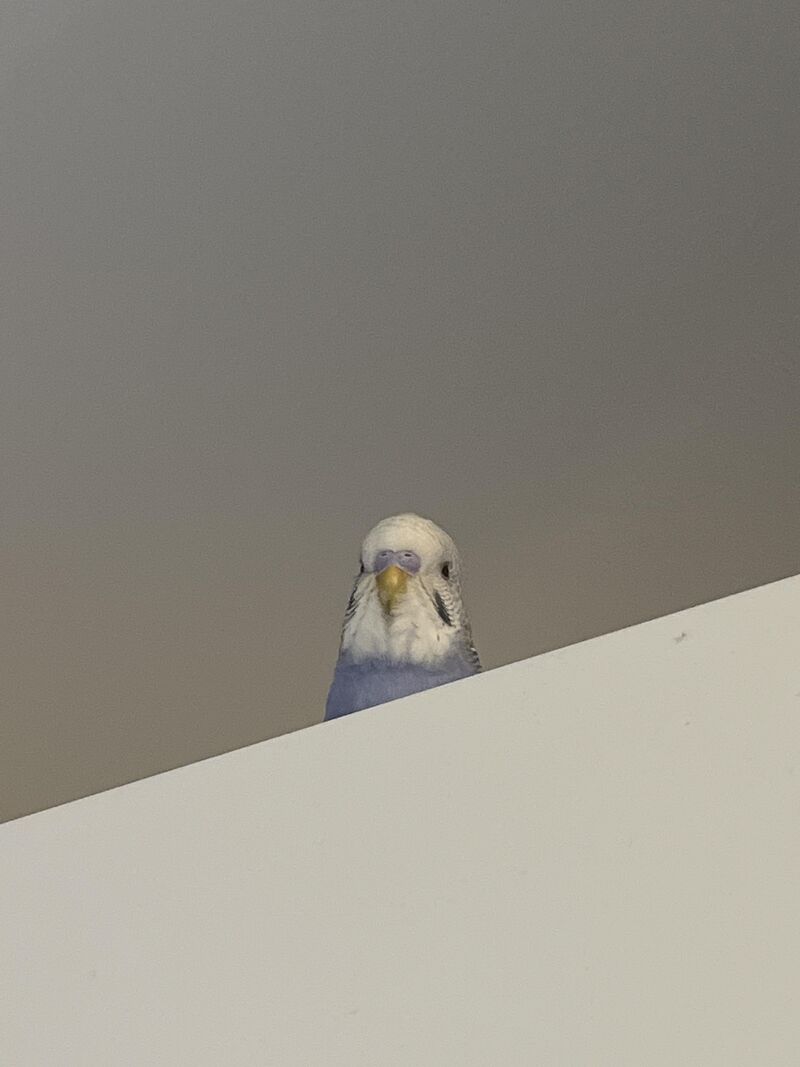 Is my budgie meant to just be chill af??