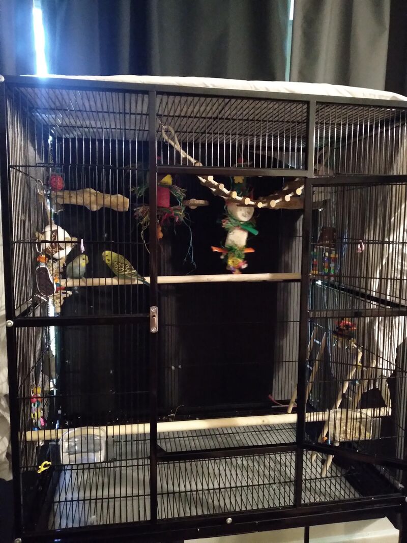 Is this cage big enough for 2?