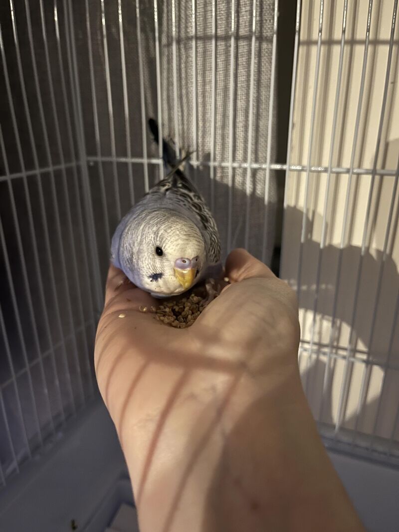 Is Roger definitely a boy?