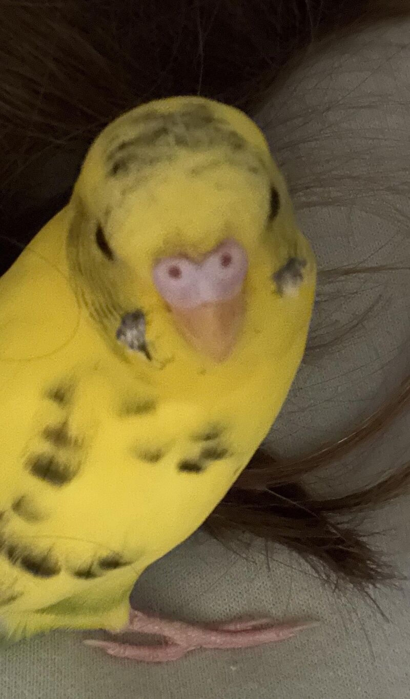 This a boy? Need a bit of help.