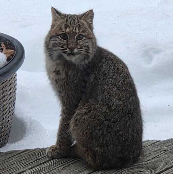 Young bobcat waiting out the Massachusetts blizzard on the porch.