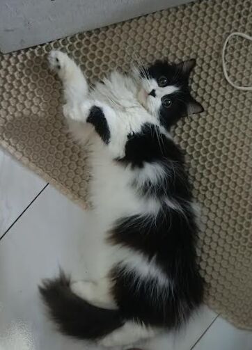 Just a little ball of love 😌🐱