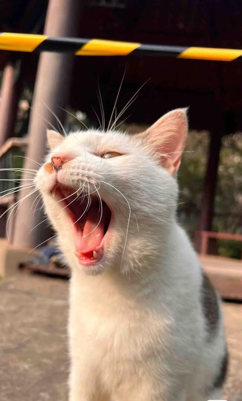 He said: AAAAAAAAAAAA.