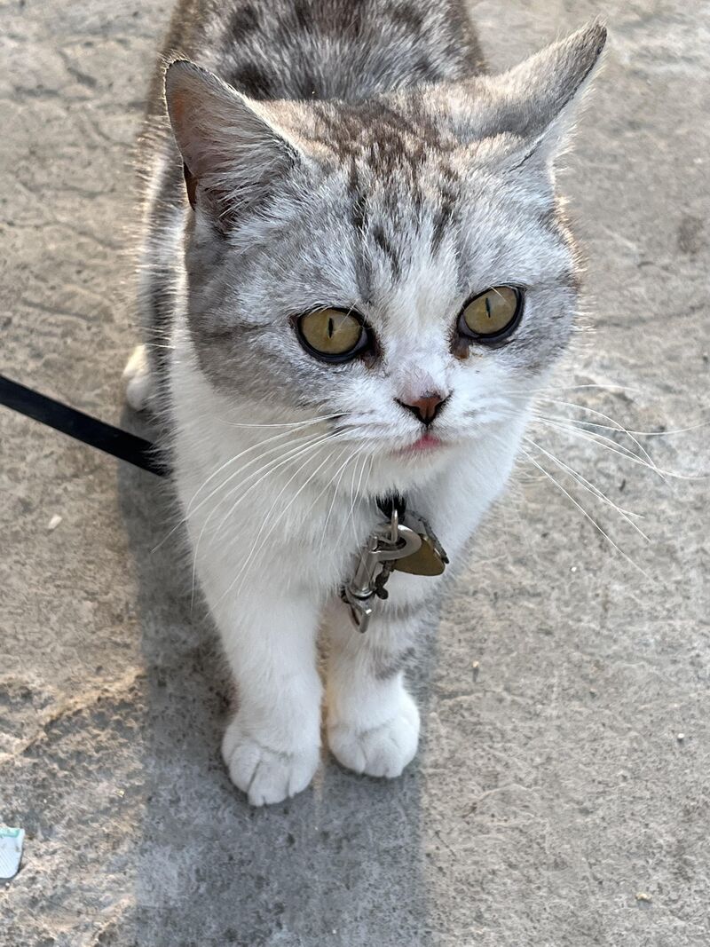 I ran into a cat, it was so cute!