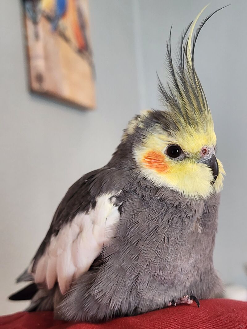 Aiden, 18 years young