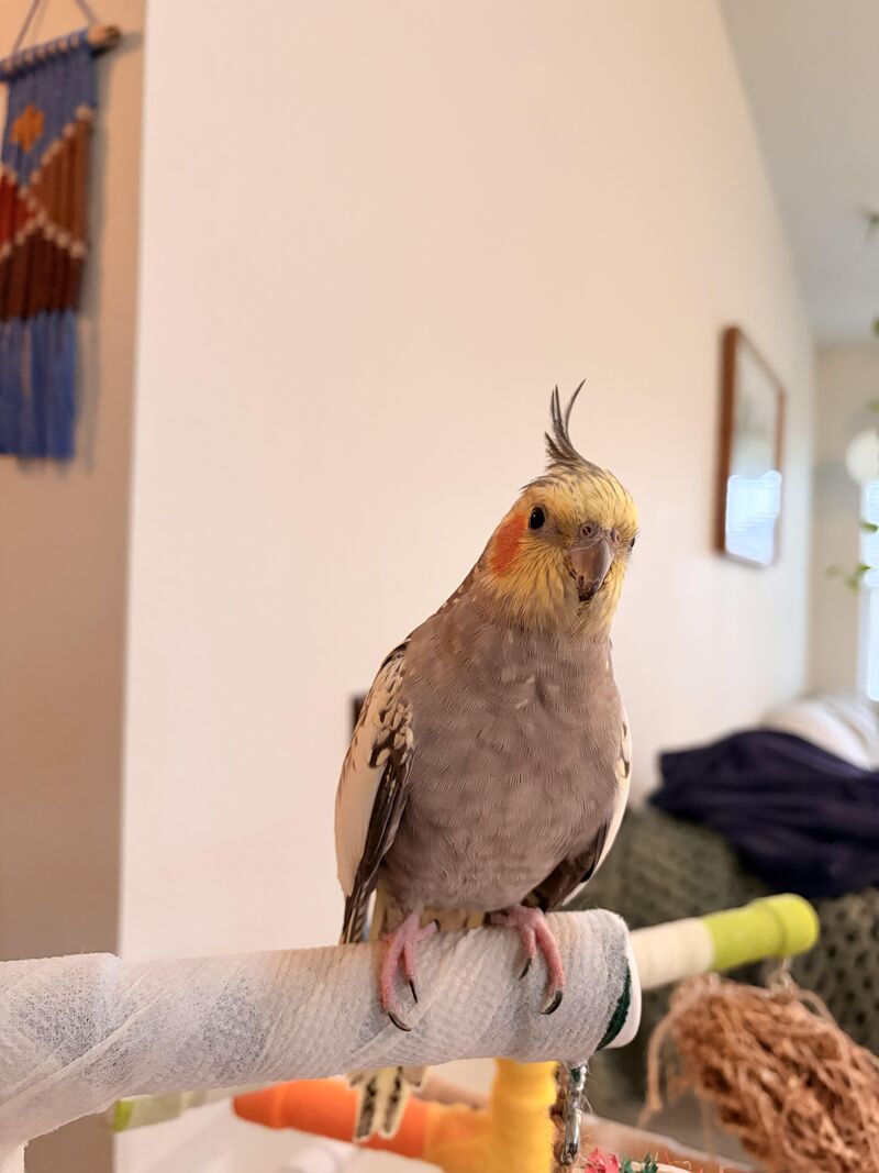 today she flew and landed ON my fiancée’s sandwich, and wouldn’t let go. roast her! what is she, a seagull?!