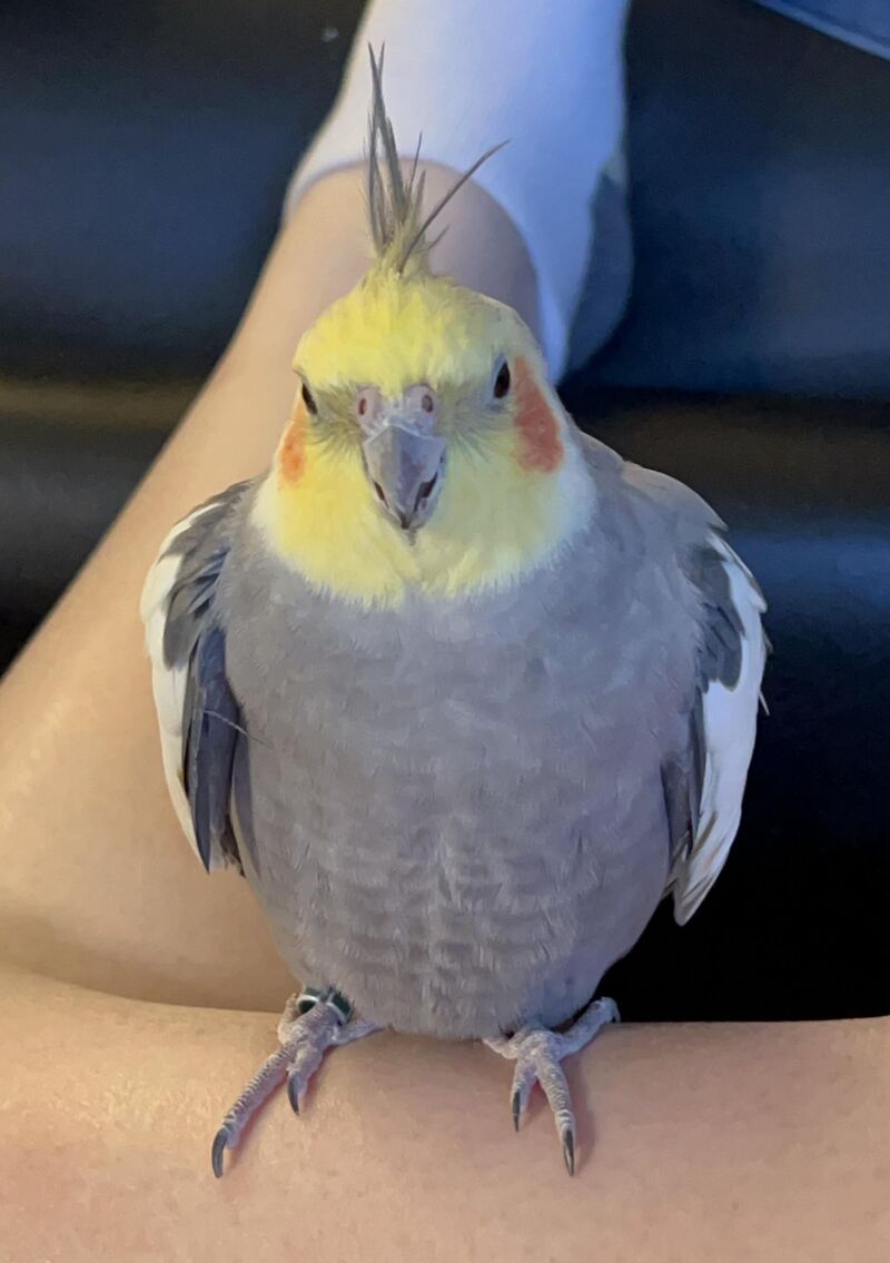 This is the ideal male body. You may not like it, but this is what peak performance looks like.