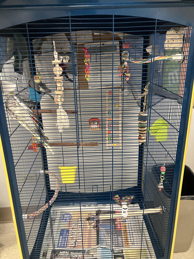 New birb owners! Do they have everything they need?