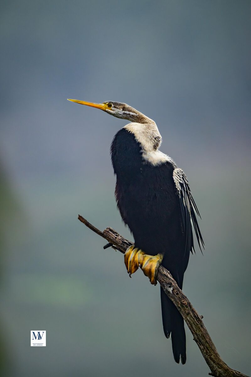 The silent hunter with a serpent's neck and a spearman's precision. Oriental Darter in perfect profile. Bharatpur Bird Sanctuary, Rajasthan, India Shot on Nikon Z8 with Nikkor Z 180-600 mm January 2026