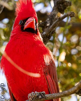 Northern Cardinal [oc]