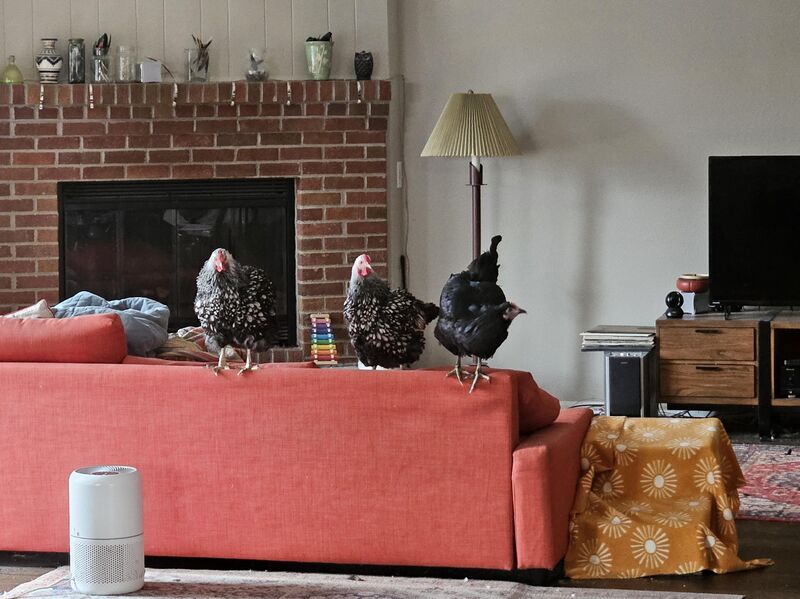 They heard the shredded cheese bag open