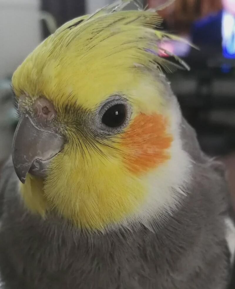 Monty turned 18 on Saturday. He passed away this morning.