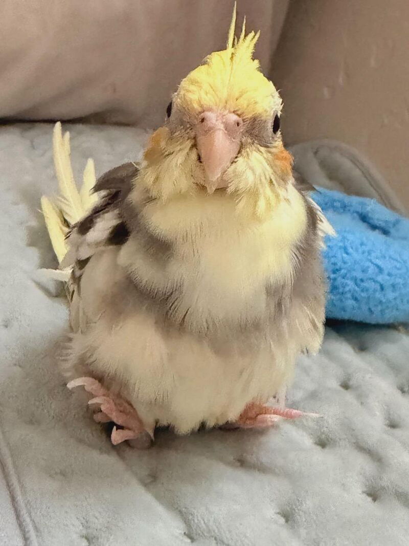 Not a single thought behind those eyes