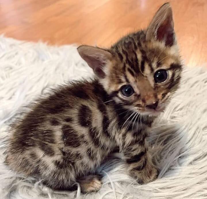 Smol body, big attitude.