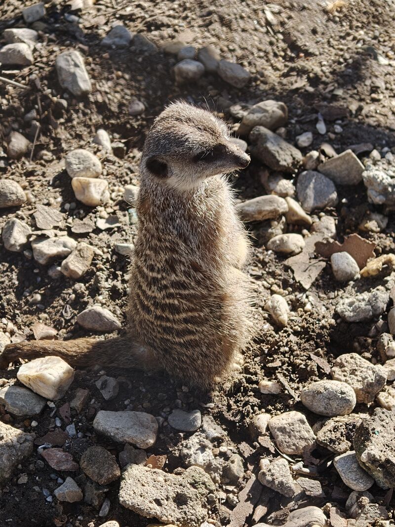 Observing the surroundings