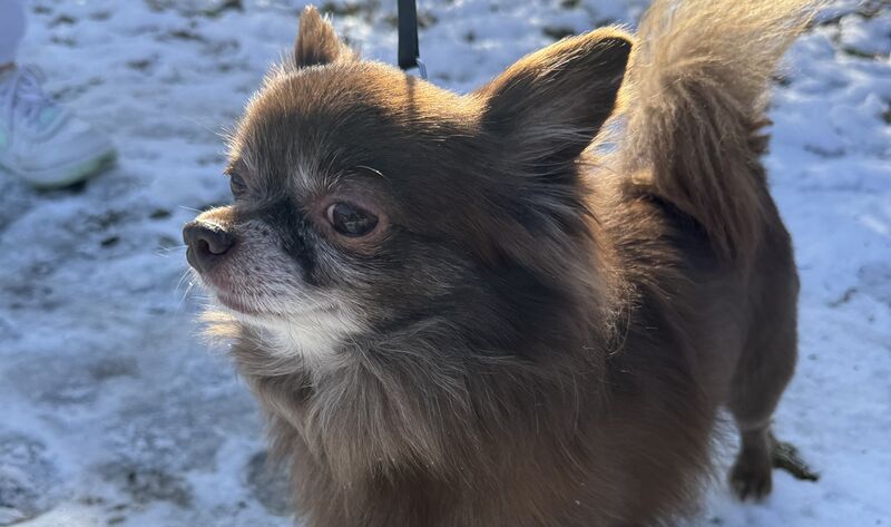 Just a tiny winter floof enjoying the snow