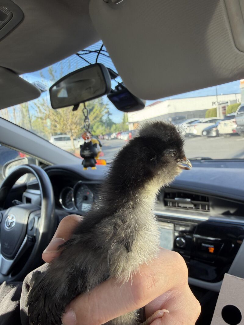 Black minorca with a mohawk? Hybrid?