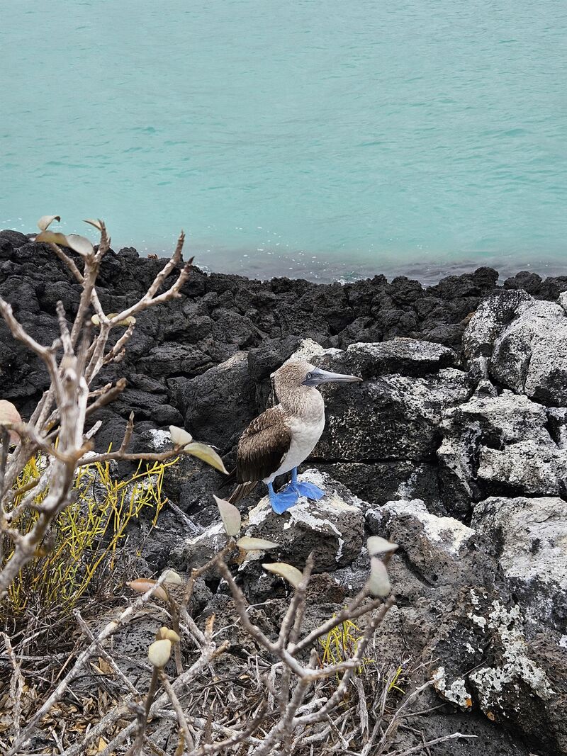 Blue-footed booby, Galapagos. Sadly didn't get to see a mating dance but still showed off its beautiful blue feet 💙