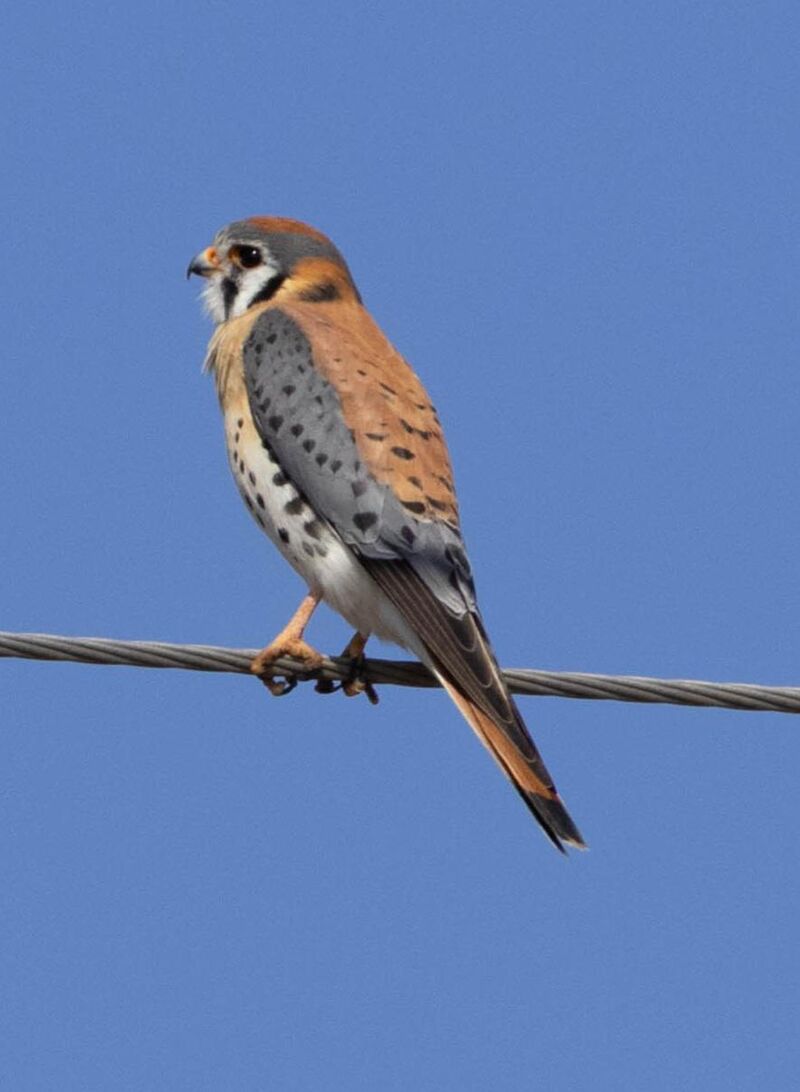 American Kestrel Oaxaca Mexico