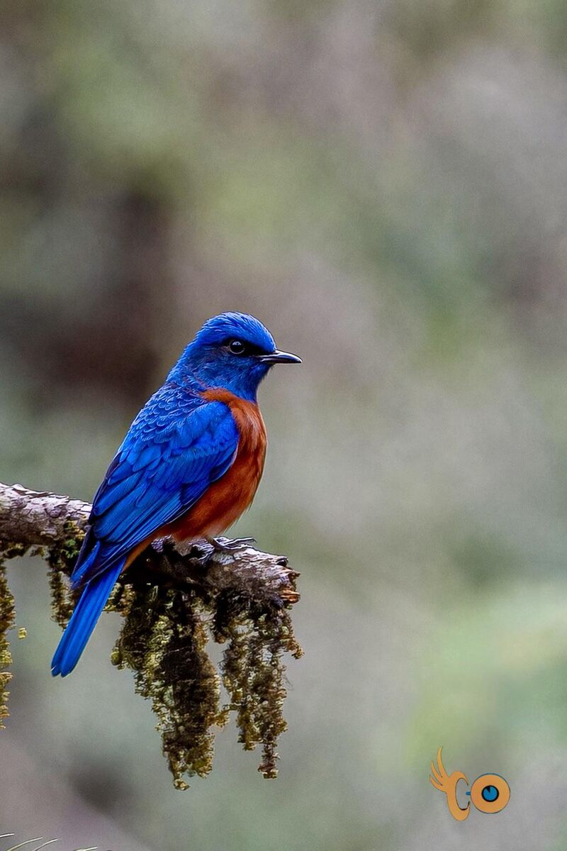 Chestnut-Bellied Rock Thrush