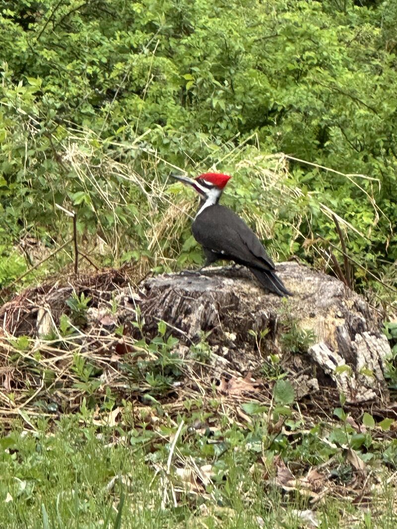Saw this big fella on my walk yesterday