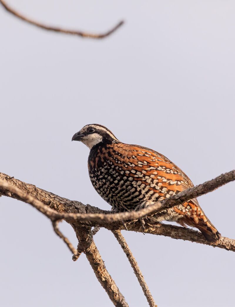 Northern Bobwhite