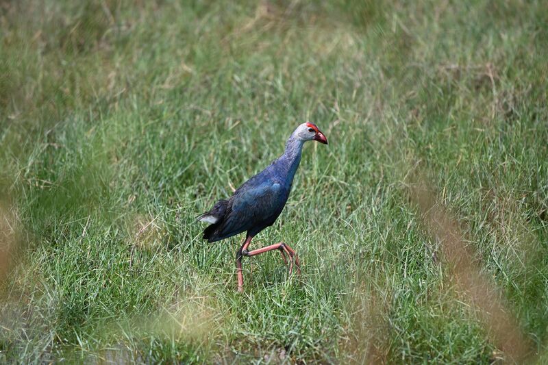 Grey-headed Swamphen