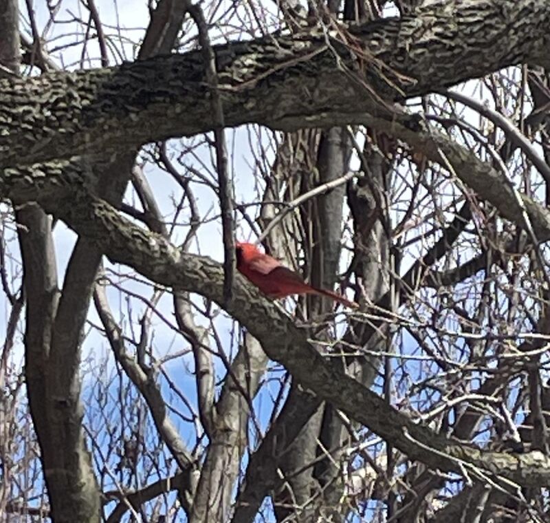 Found a cardinal