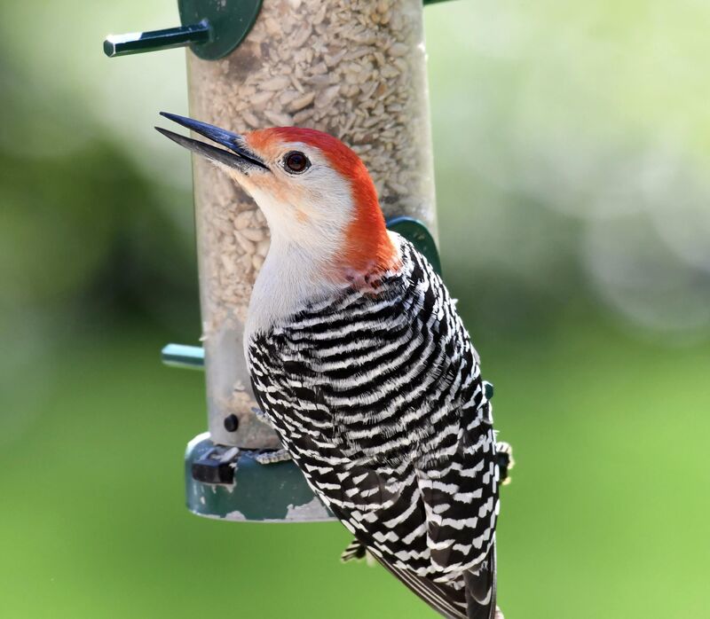 Handsome fella stopping by for a snack