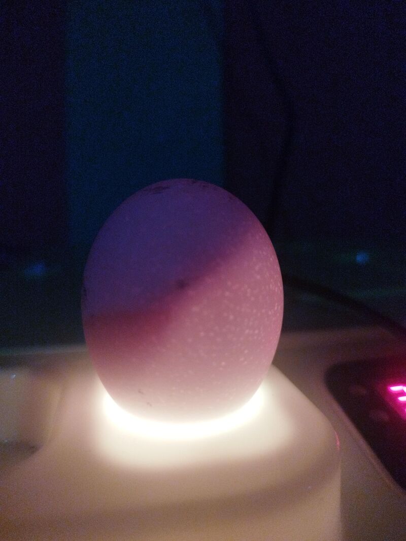 ¿Sirve para incubar?