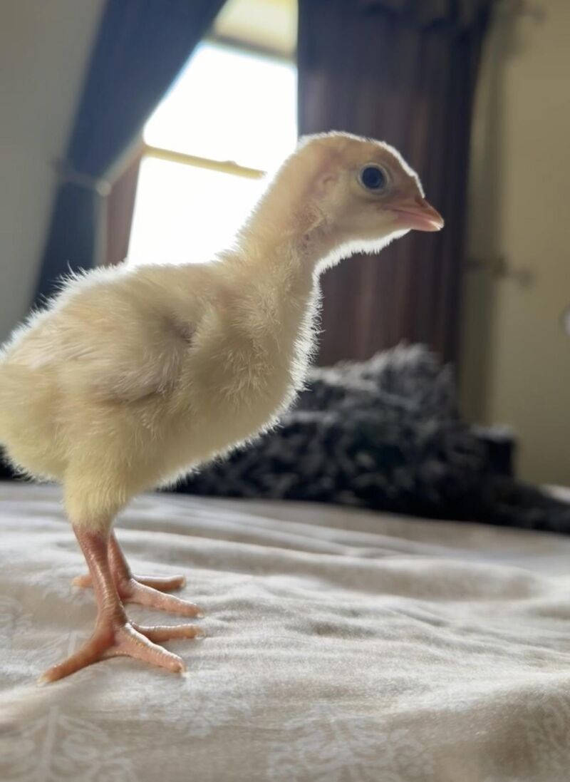 Just got 7 chicks from tractor supply